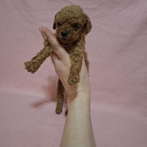 Изображение питомца