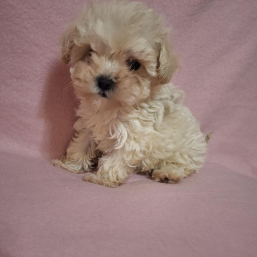 Изображение питомца