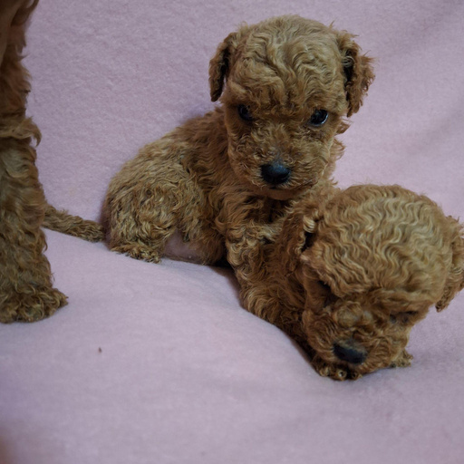 Изображение питомца