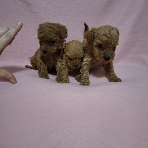 Изображение питомца