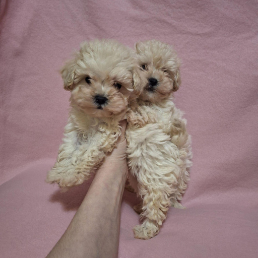 Изображение питомца