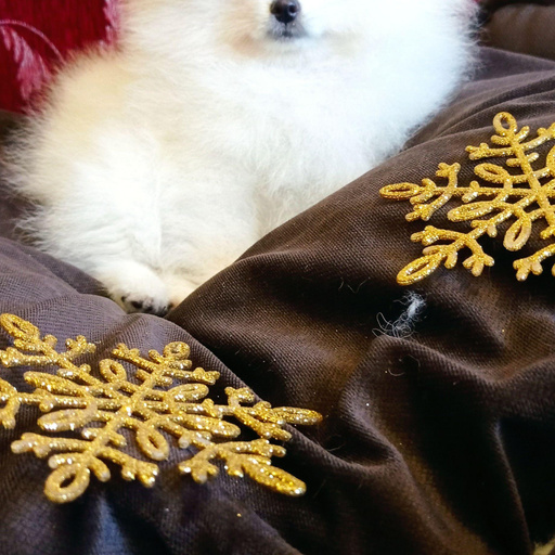 Изображение питомца