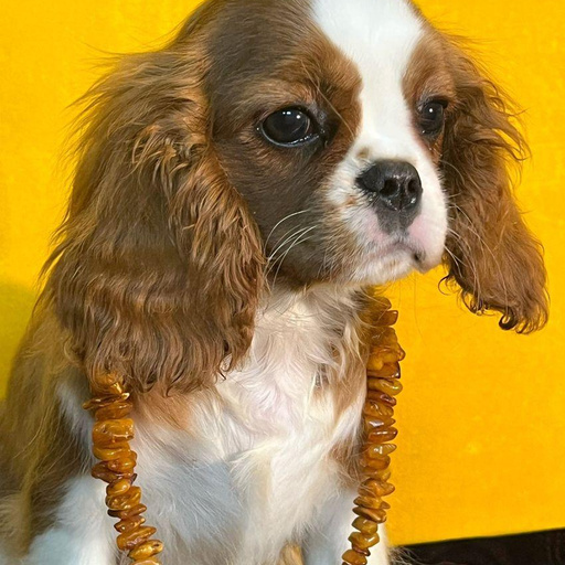 Изображение питомца