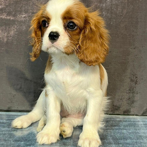 Изображение питомца