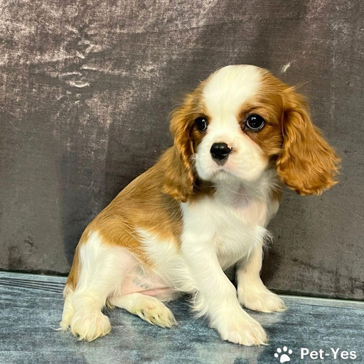 Изображение питомца