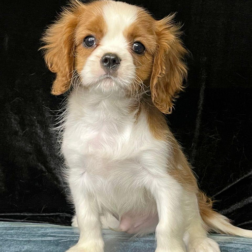 Изображение питомца