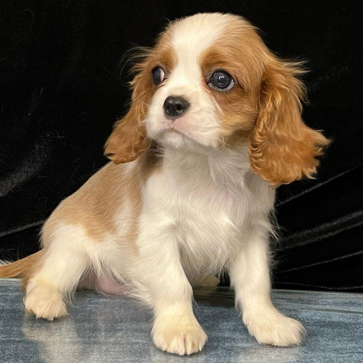 Изображение питомца