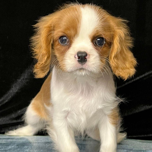 Изображение питомца