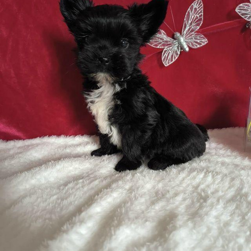 Изображение питомца