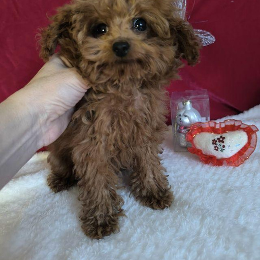 Изображение питомца