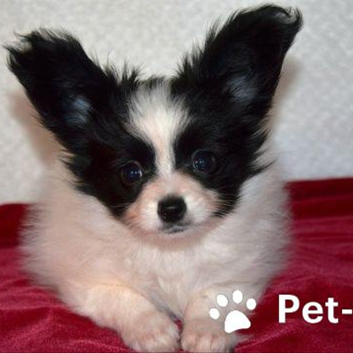 Изображение питомца