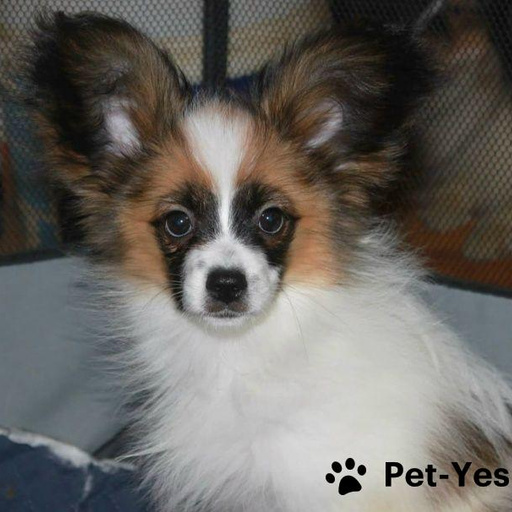 Изображение питомца