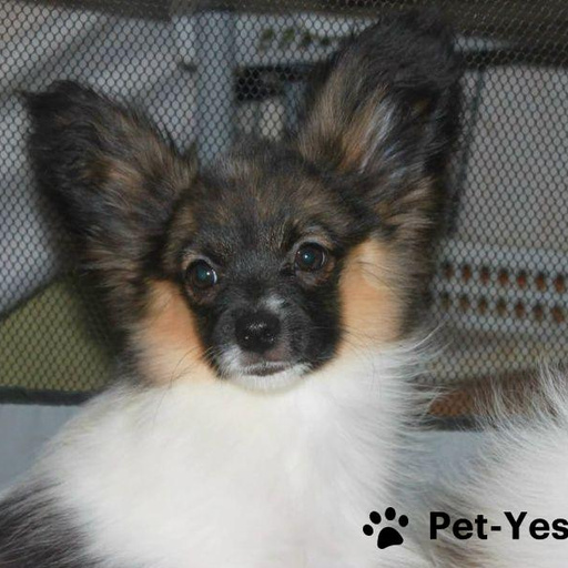 Изображение питомца