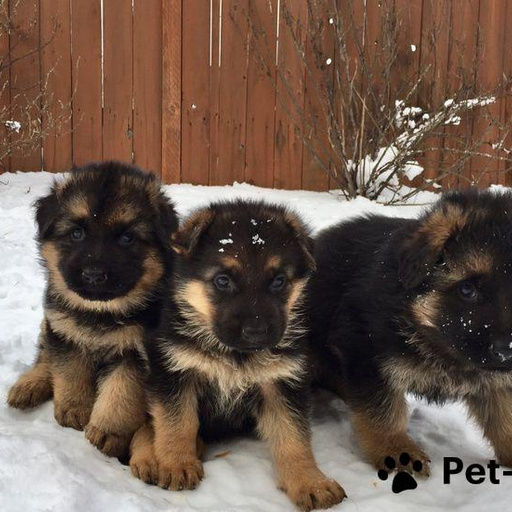 Изображение питомца