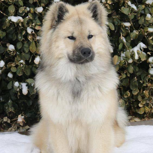 Изображение питомца