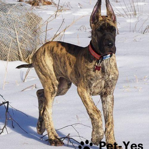 Изображение питомца