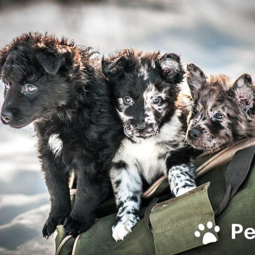 Изображение питомца