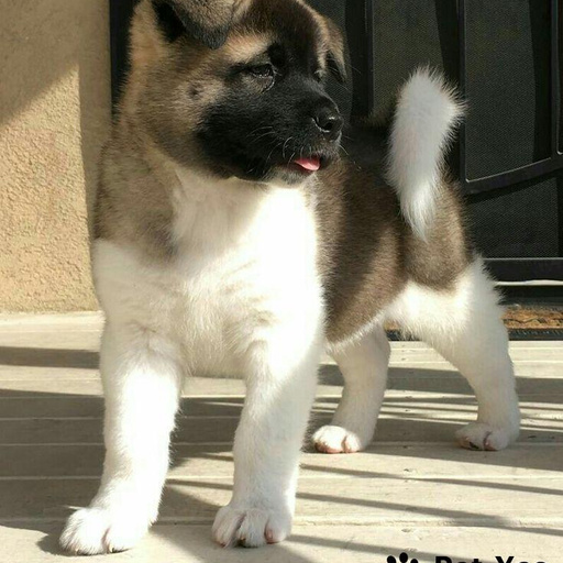 Изображение питомца