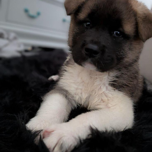 Изображение питомца