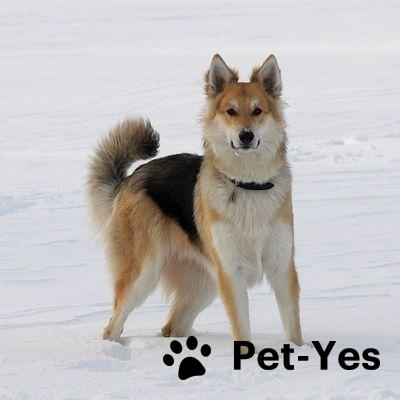 Изображение питомца