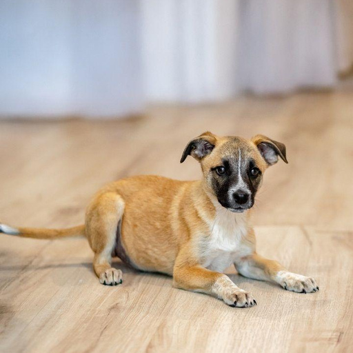 Изображение питомца