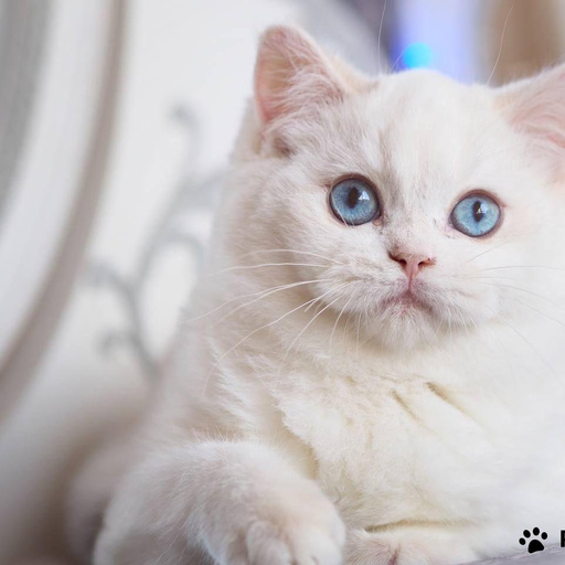 Изображение питомца