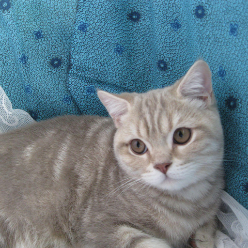 Изображение питомца