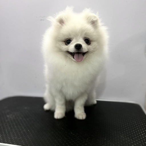 Изображение питомца