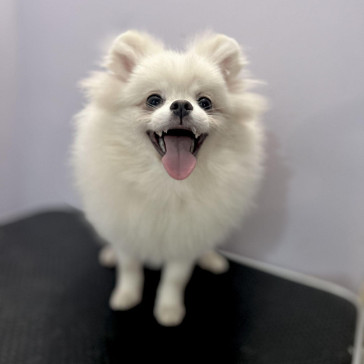 Изображение питомца