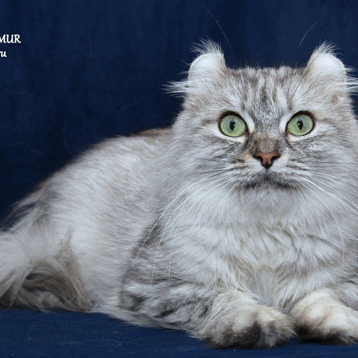 Изображение питомца