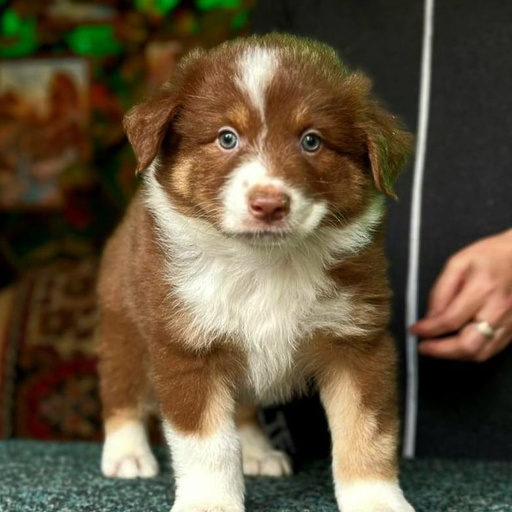 Изображение питомца