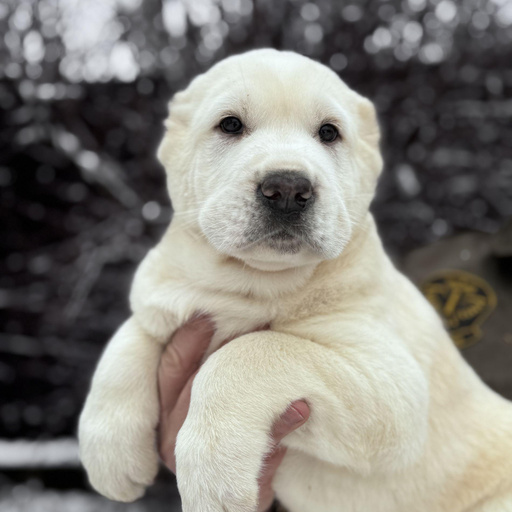 Изображение питомца