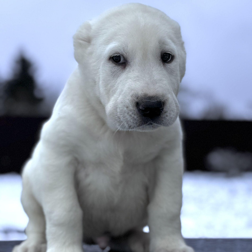 Изображение питомца