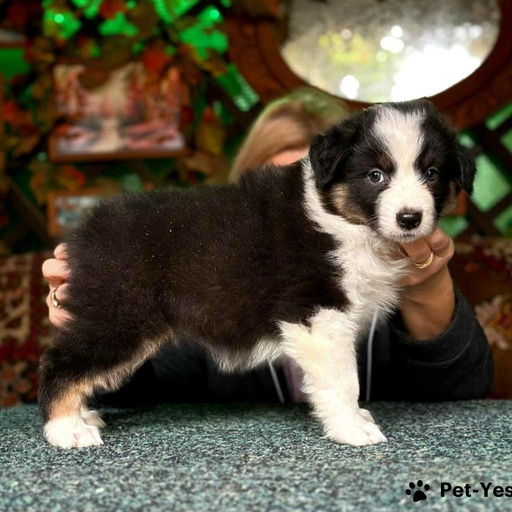 Изображение питомца