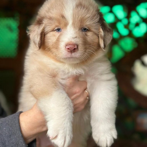 Изображение питомца