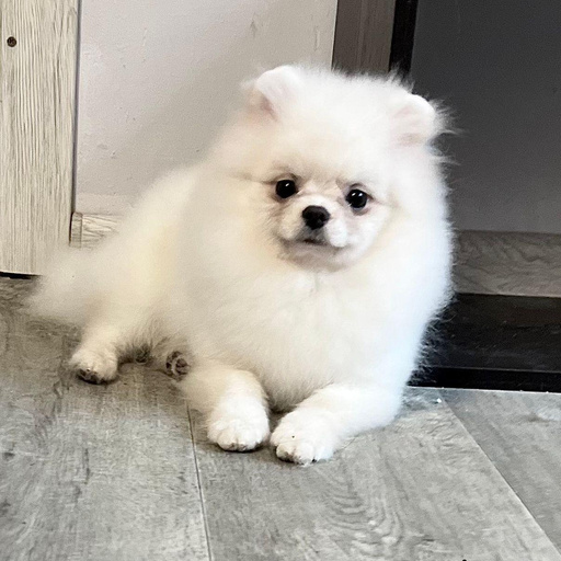 Изображение питомца