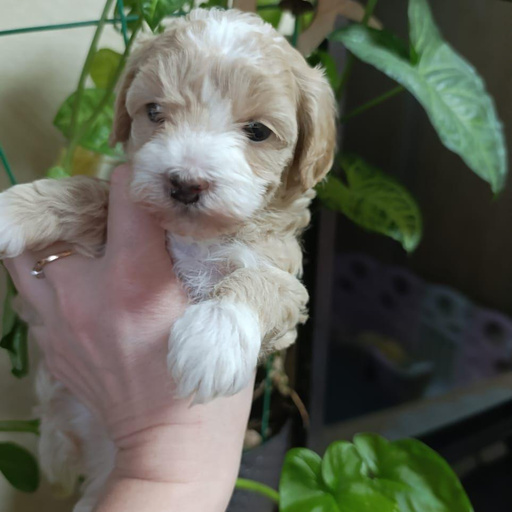 Изображение питомца