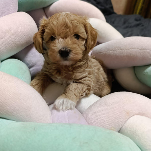 Изображение питомца