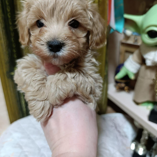 Изображение питомца