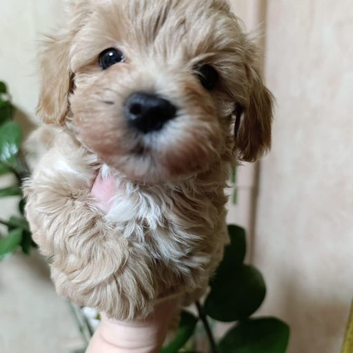 Изображение питомца