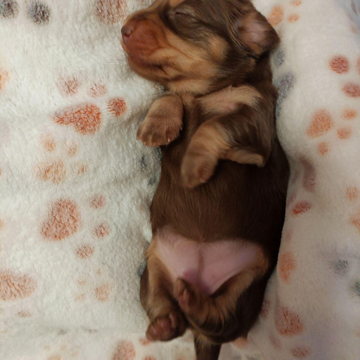 Изображение питомца