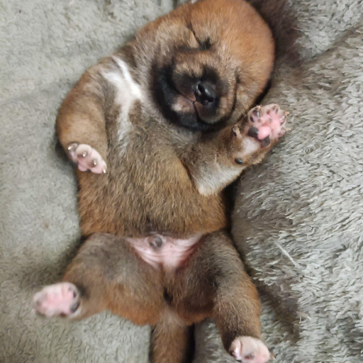 Изображение питомца