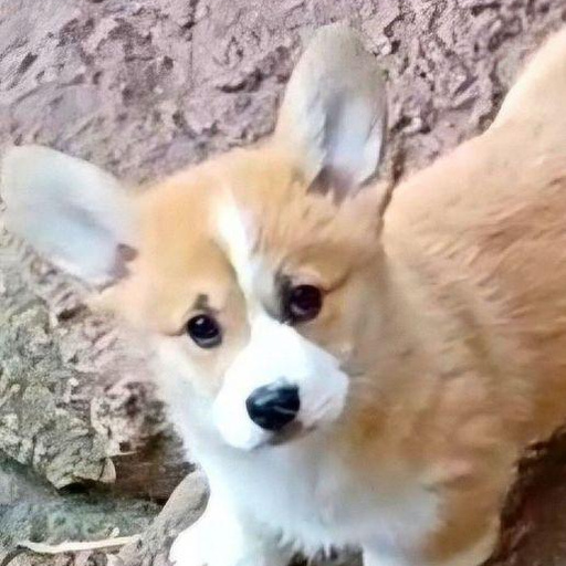 Изображение питомца