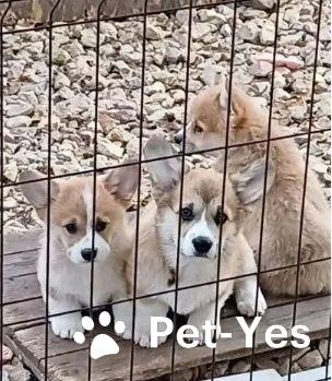 Изображение питомца