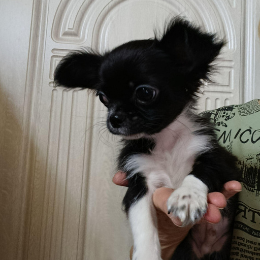 Изображение питомца