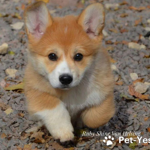 Изображение питомца