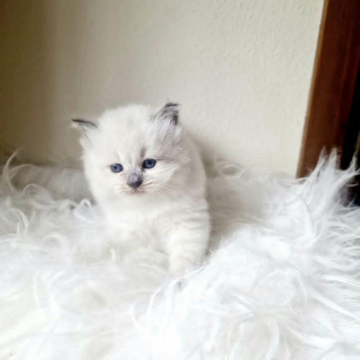 Изображение питомца