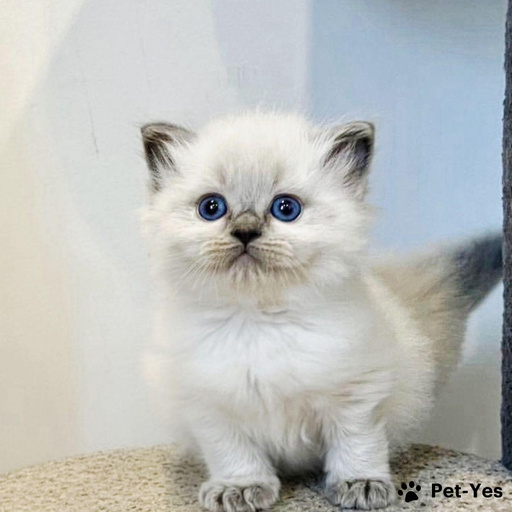 Изображение питомца