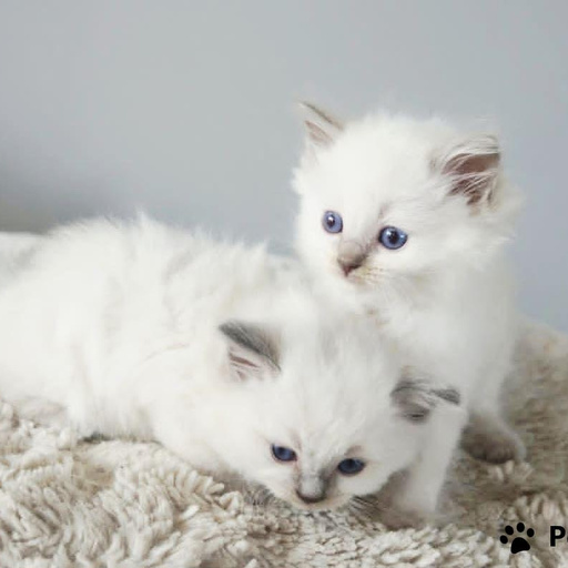 Изображение питомца