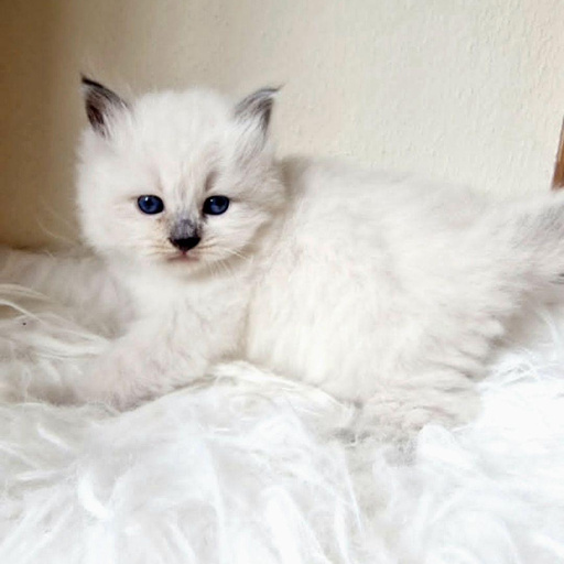 Изображение питомца